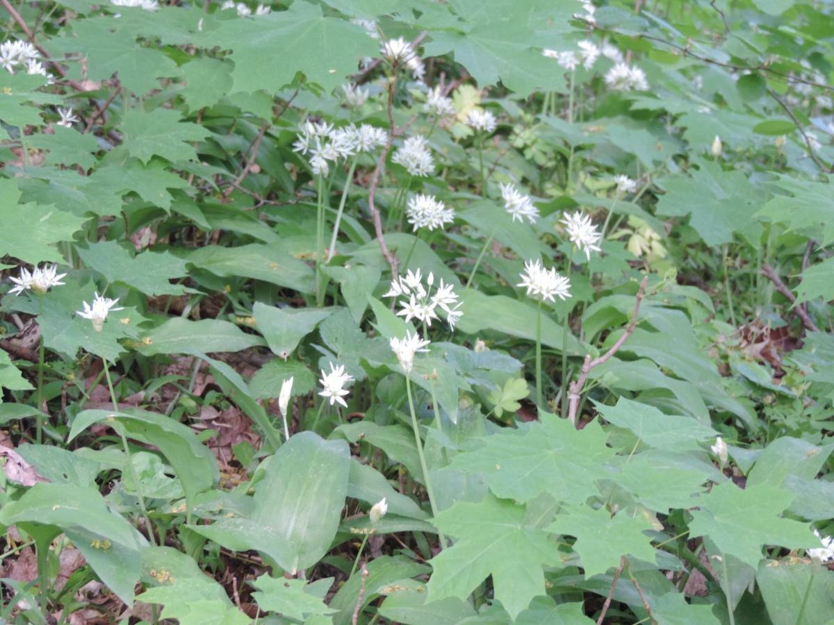 Pod Miotelka Wlen 外观 照片