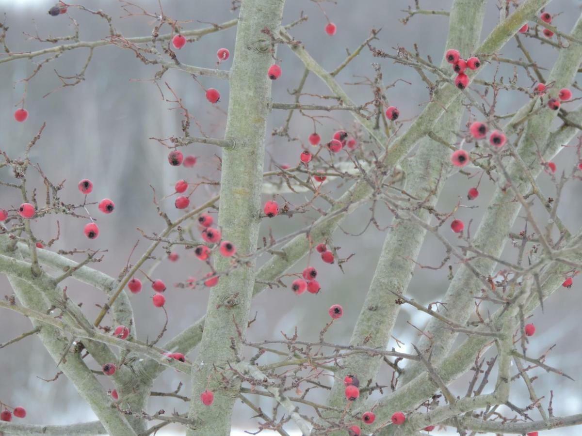 Pod Miotelka Wlen 外观 照片